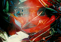 [Plastic Fantasy]
