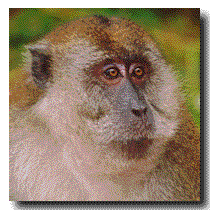 [Monkey]