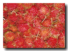 [Rambutan]