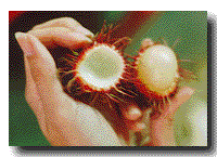 [Open Rambutan]
